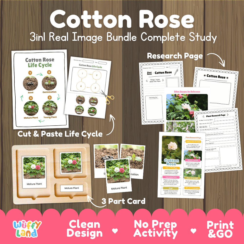 Cotton rose 3in1 real image bundle complete study printable featuring life cycle cut and paste worksheets, Montessori 3-part cards, and research pages