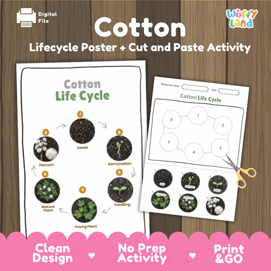 Cotton Lifecycle Poster and Cut and Paste Activity Worksheets | Plant Science Printables
