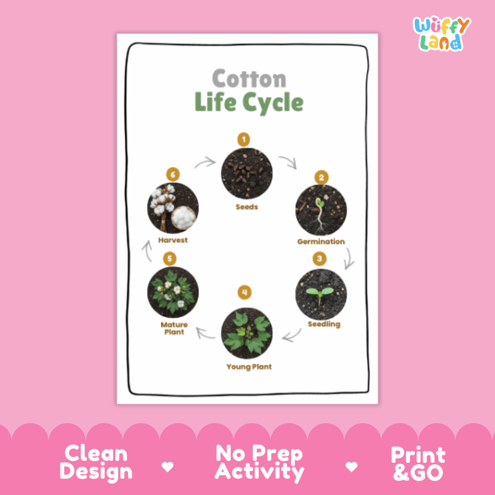 Cotton Lifecycle Poster and Cut and Paste Activity Worksheets | Plant Science Printables