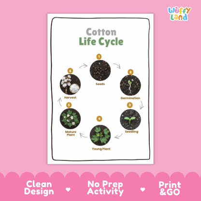 Cotton Lifecycle Poster and Cut and Paste Activity Worksheets | Plant Science Printables