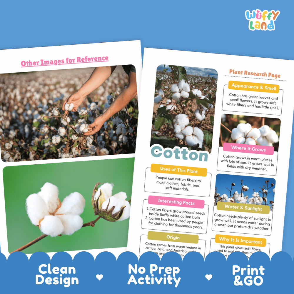 Cotton Plant Research Page Worksheets and Information Poster