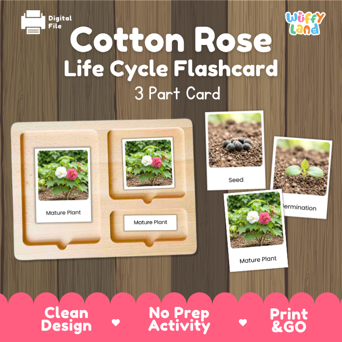 Cotton Rose Life Cycle Flashcards | 3 Part Cards Montessori Science Activity