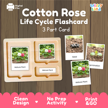 Cotton Rose Life Cycle Flashcards | 3 Part Cards Montessori Science Activity
