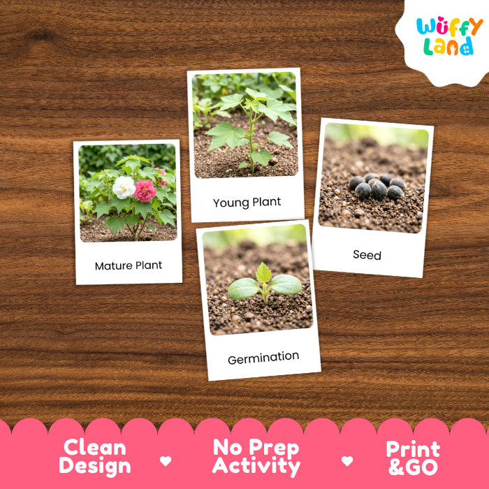 Cotton Rose Life Cycle Flashcards | 3 Part Cards Montessori Science Activity