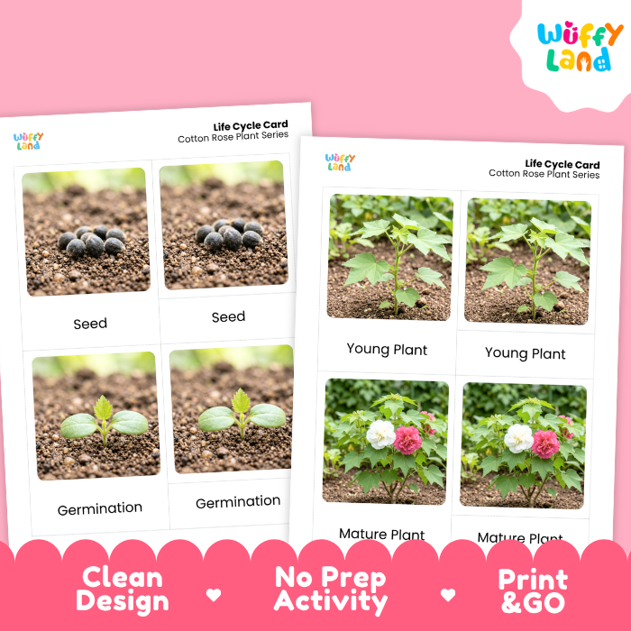 Cotton Rose Life Cycle Flashcards | 3 Part Cards Montessori Science Activity