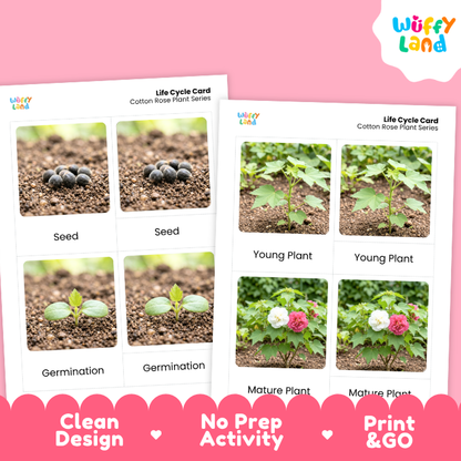 Cotton Rose Life Cycle Flashcards | 3 Part Cards Montessori Science Activity
