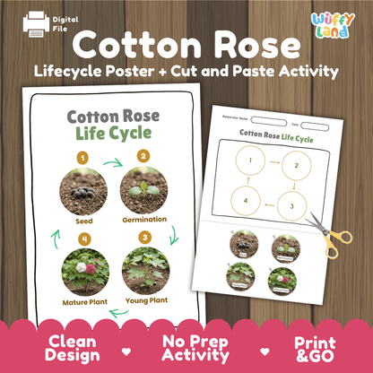 Cotton Rose Life Cycle Poster and Cut and Paste Activity Worksheet