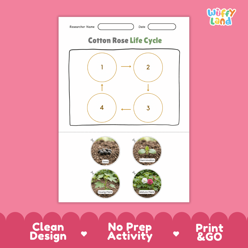 Cotton Rose Life Cycle Poster and Cut and Paste Activity Worksheet