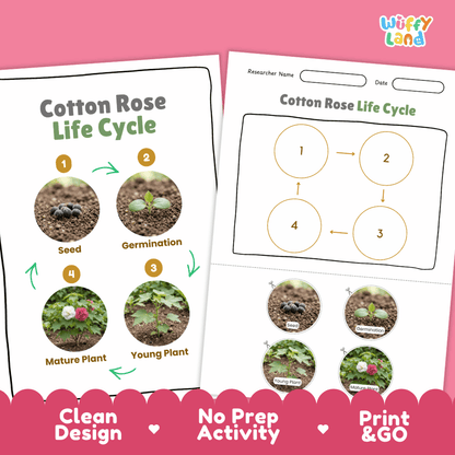 Cotton Rose Life Cycle Poster and Cut and Paste Activity Worksheet
