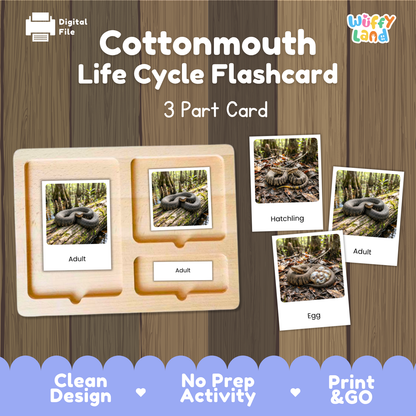 Cottonmouth Life Cycle Flashcard set by Wiffy Land, featuring a wooden 3-part card tray with photos of cottonmouth life stages (adult, hatchling, egg) on a wood-grain background.