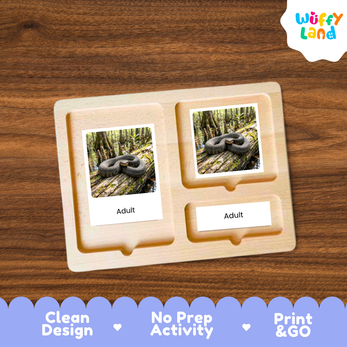 Cottonmouth Life Cycle Flashcards | 3 Part Cards Montessori Science Activity
