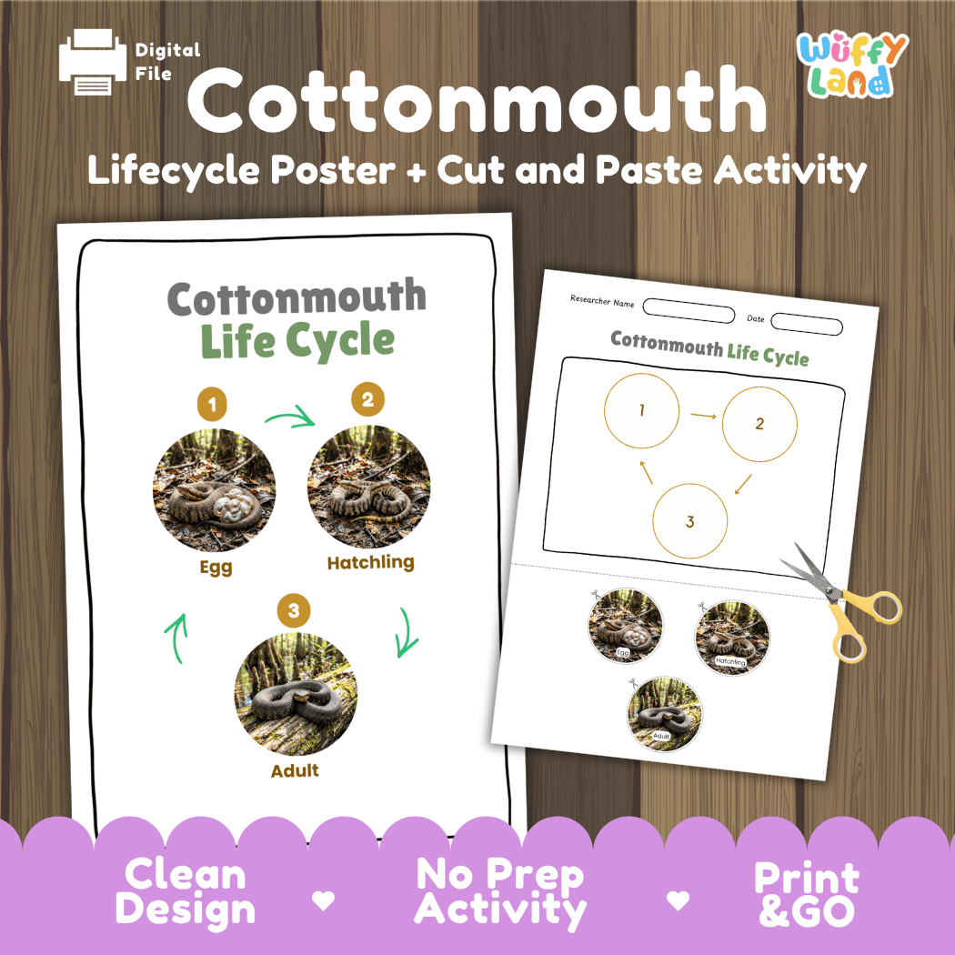 Cottonmouth Life Cycle Poster and Cut and Paste Activity Worksheet
