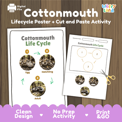 Cottonmouth Life Cycle Poster and Cut and Paste Activity Worksheet