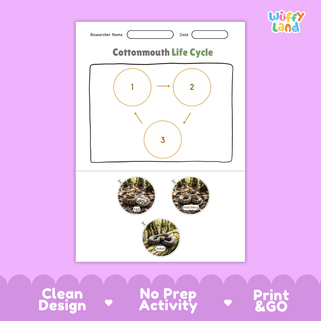 Cottonmouth Life Cycle Poster and Cut and Paste Activity Worksheet