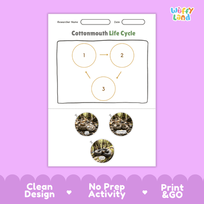 Cottonmouth Life Cycle Poster and Cut and Paste Activity Worksheet