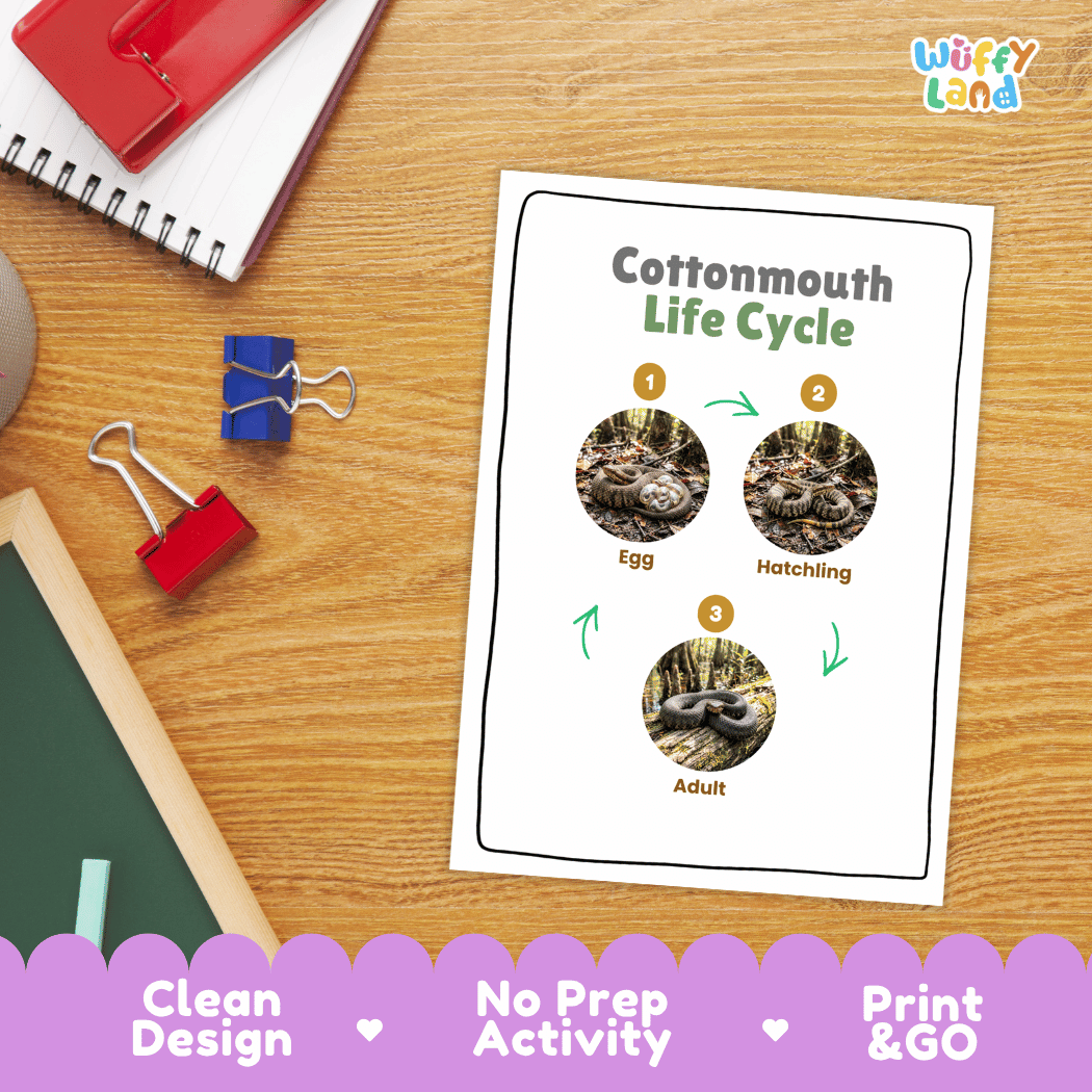 Cottonmouth Life Cycle Poster and Cut and Paste Activity Worksheet
