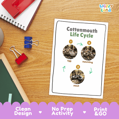 Cottonmouth Life Cycle Poster and Cut and Paste Activity Worksheet