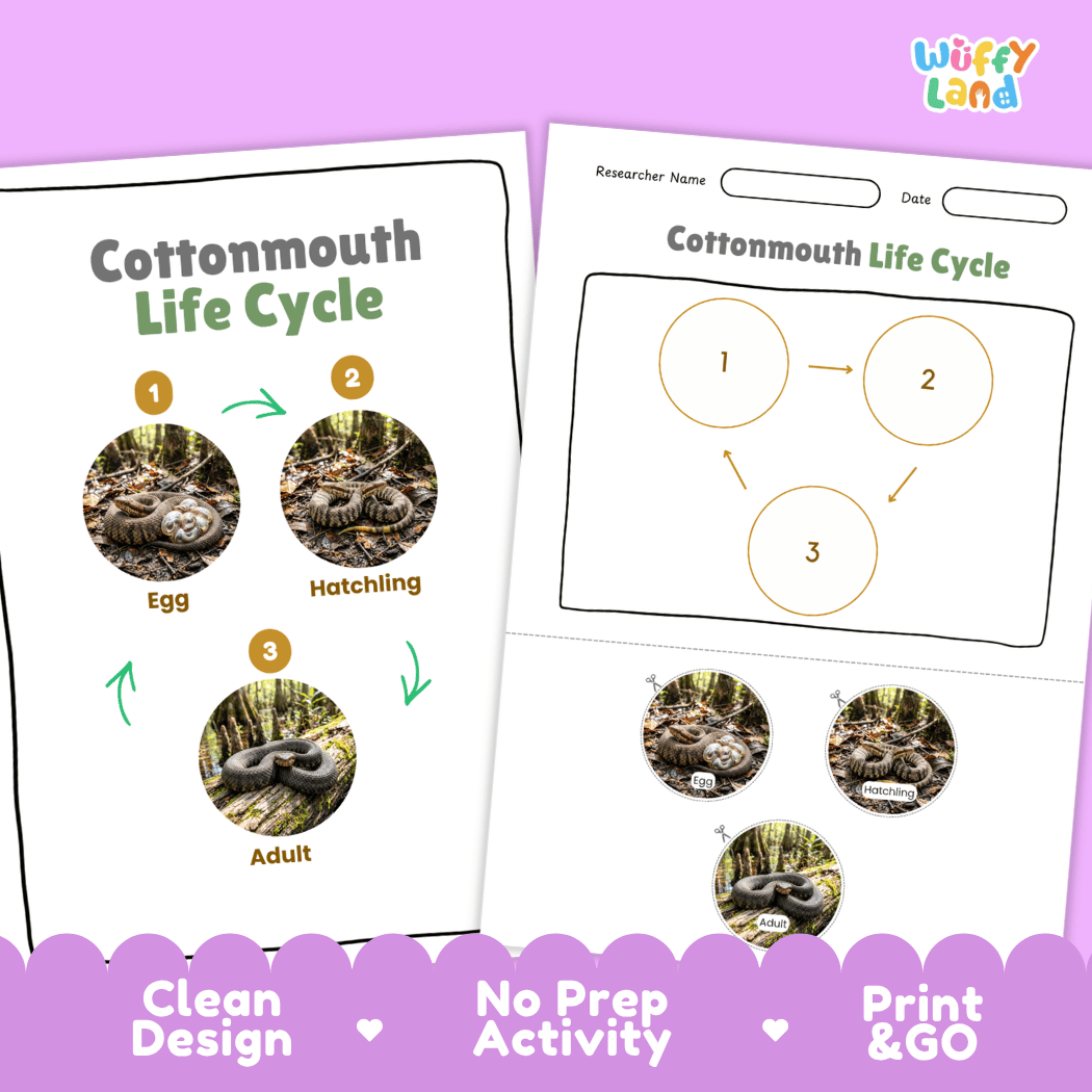 Cottonmouth Life Cycle Poster and Cut and Paste Activity Worksheet