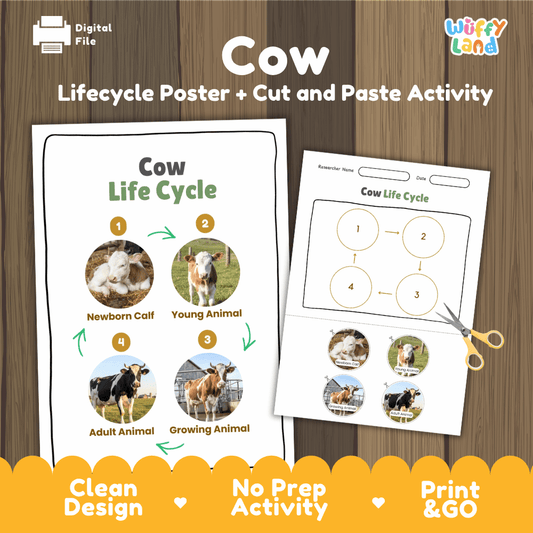Cow life cycle sequencing reference chart and cut and paste student worksheet with 4 developmental stages