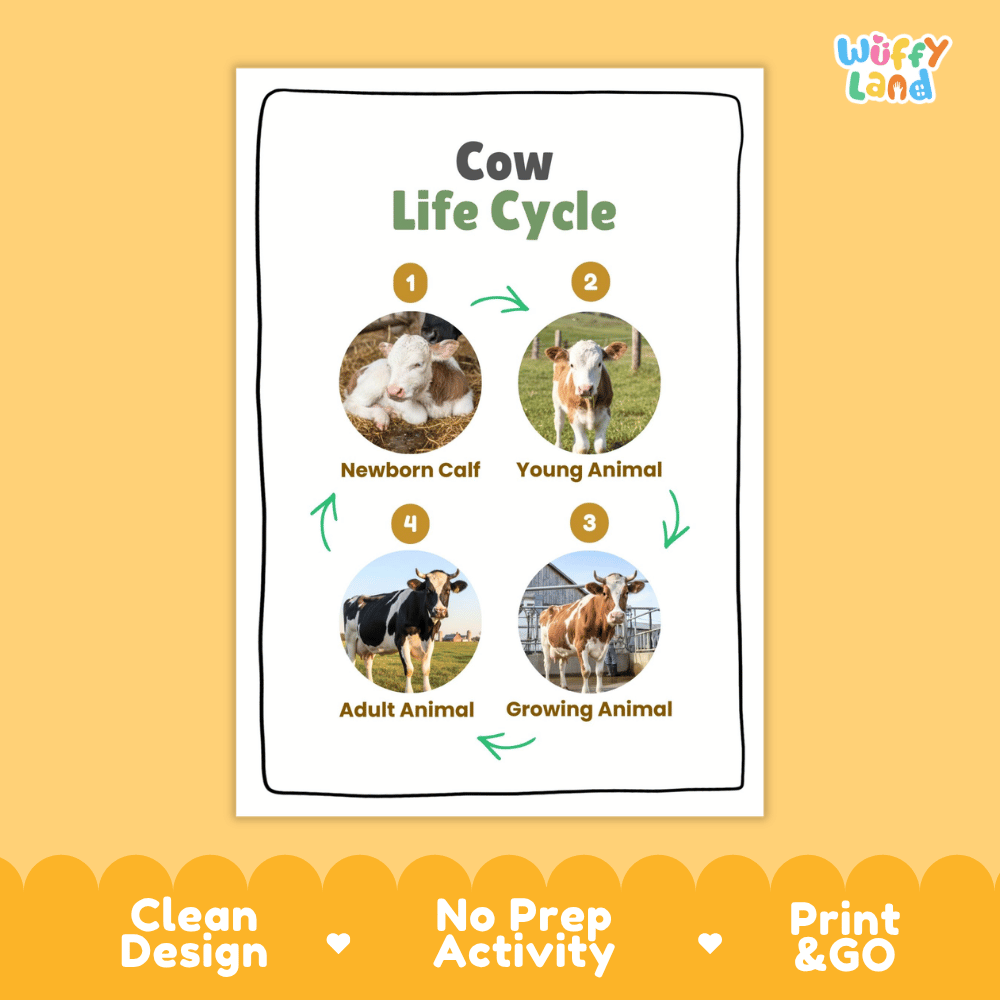 Cow Life Cycle Poster and Cut and Paste Activity Worksheets
