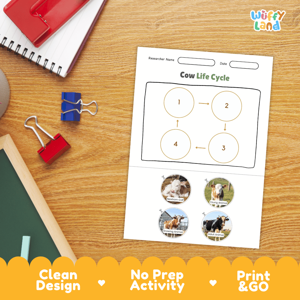 Cow Life Cycle Poster and Cut and Paste Activity Worksheets