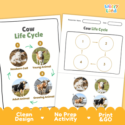 Cow Life Cycle Poster and Cut and Paste Activity Worksheets