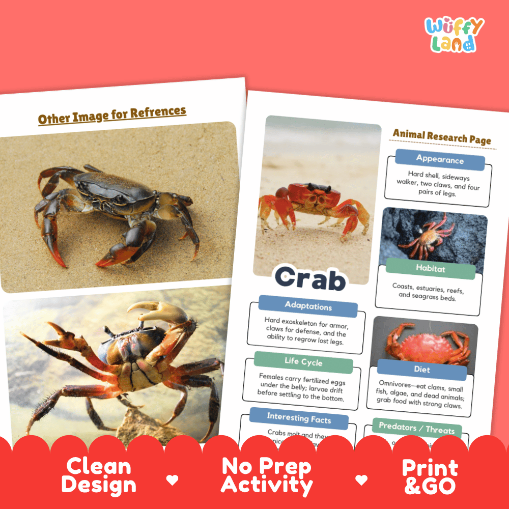 Two educational activity sheets from Wiffly Land about crabs, displayed on a coral-red background with a red banner at the bottom. The left sheet shows two crabs labeled 'Other Image for References,' and the right sheet is an 'Animal Research Page' with text sections on appearance, habitat, adaptations, life cycle, diet, and interesting facts, each paired with a crab photo.