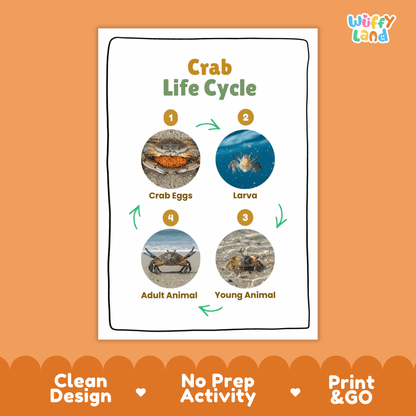Crab Life Cycle Poster and Cut and Paste Activity Worksheets
