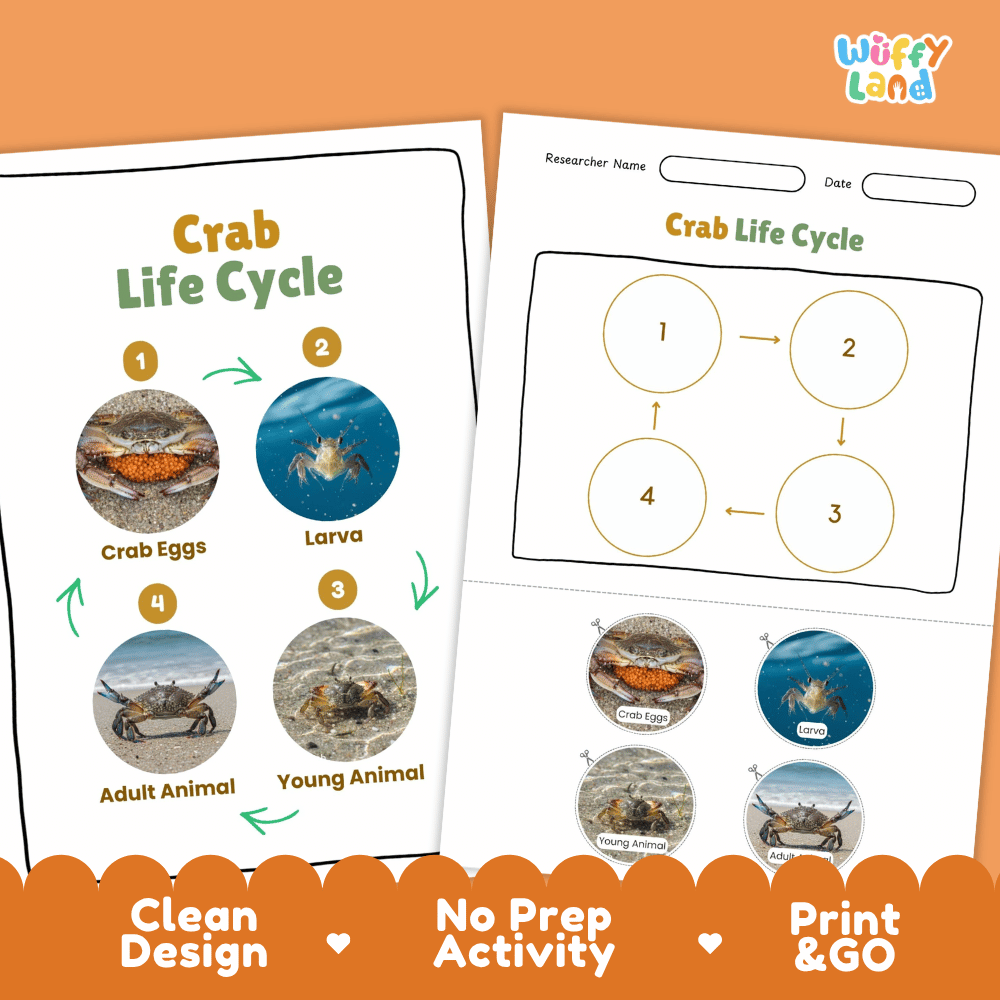 Crab Life Cycle Poster and Cut and Paste Activity Worksheets