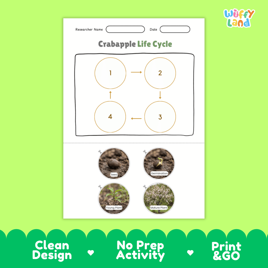 Educational reference chart poster showing the 4 stages of the crabapple life cycle from seed and germination to young seedling and flowering mature tree