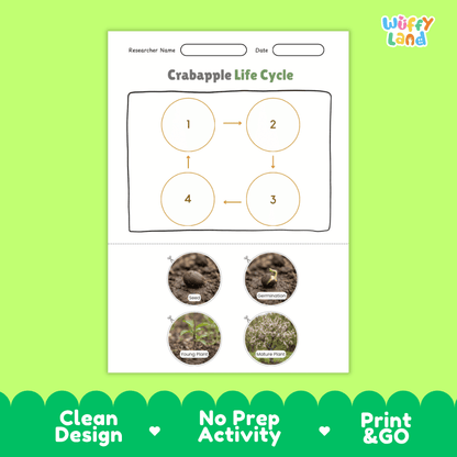 Educational reference chart poster showing the 4 stages of the crabapple life cycle from seed and germination to young seedling and flowering mature tree