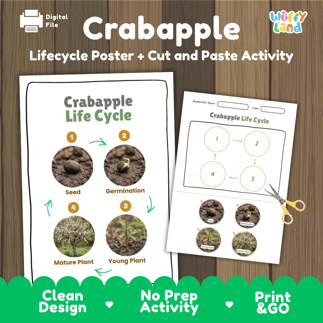 Crabapple tree life cycle educational poster and cut and paste printable sequencing activity featuring real photos for elementary science