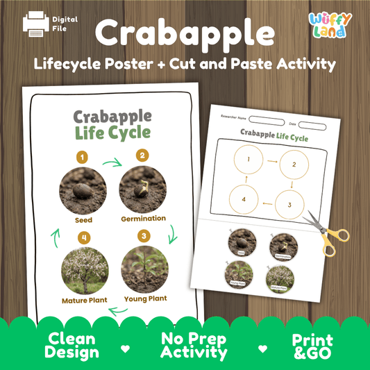 Crabapple tree life cycle educational poster and cut and paste printable sequencing activity featuring real photos for elementary science