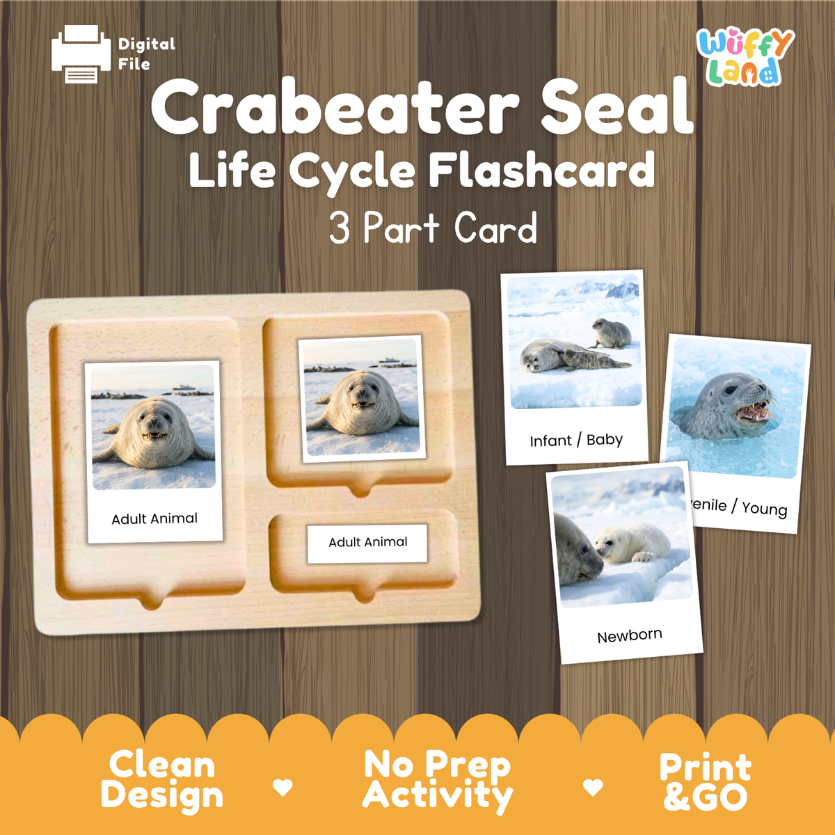 Crabeater Seal Life Cycle Flashcard set by Wiffy Land, showing a wooden 3-part card tray with sample seal photos labeled Adult Animal, Infant/Baby, and Newborn, on a wood-grain background with promotional text.