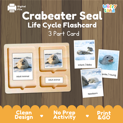 Crabeater Seal Life Cycle Flashcard set by Wiffy Land, showing a wooden 3-part card tray with sample seal photos labeled Adult Animal, Infant/Baby, and Newborn, on a wood-grain background with promotional text.