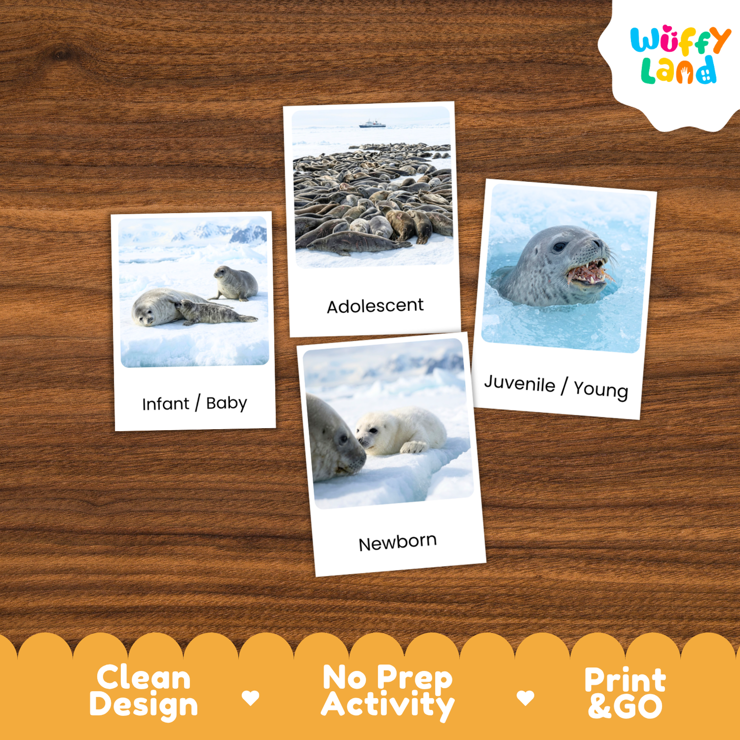 Four educational activity cards about seals arranged on a brown wood-grain background. The cards show labeled photos of seals in icy scenes with the text Infant / Baby, Adolescent, Juvenile / Young, and Newborn.