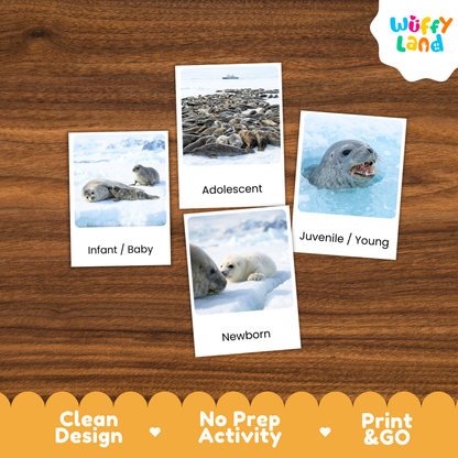 Four educational activity cards about seals arranged on a brown wood-grain background. The cards show labeled photos of seals in icy scenes with the text Infant / Baby, Adolescent, Juvenile / Young, and Newborn.