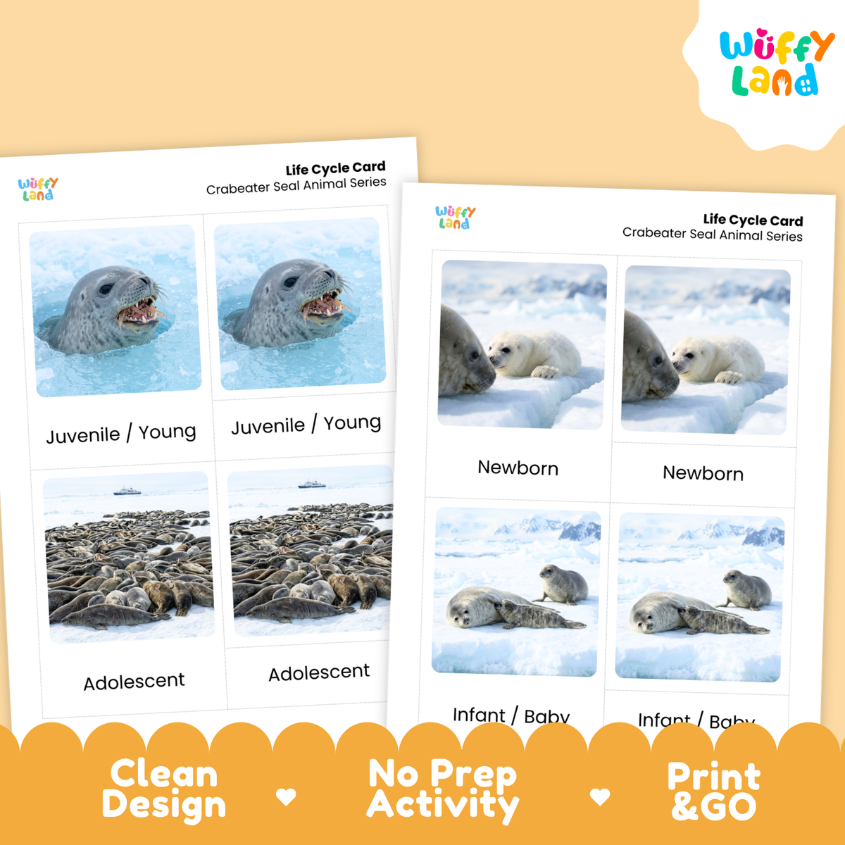 Two printable crabeater seal animal life cycle cards shown on a warm beige background with a Wuffy Land logo and a decorative banner reading 'Clean Design,' 'No Prep Activity,' and 'Print & GO.' The cards contain labeled photos of seal stages: juvenile/young, newborn, adolescent, and infant/baby.