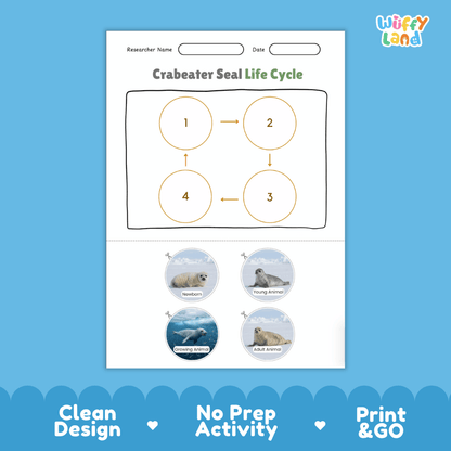 Crabeater Seal Life Cycle Poster and Cut and Paste Activity Worksheets