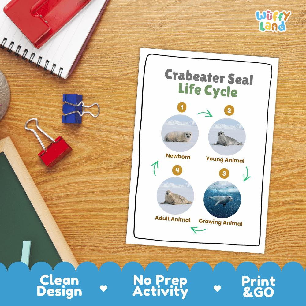 Crabeater Seal Life Cycle Poster and Cut and Paste Activity Worksheets