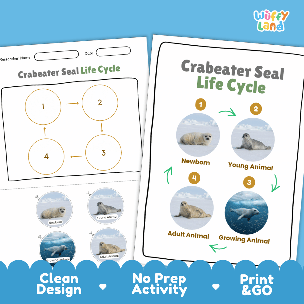 Crabeater Seal Life Cycle Poster and Cut and Paste Activity Worksheets
