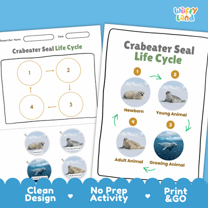Crabeater Seal Life Cycle Poster and Cut and Paste Activity Worksheets