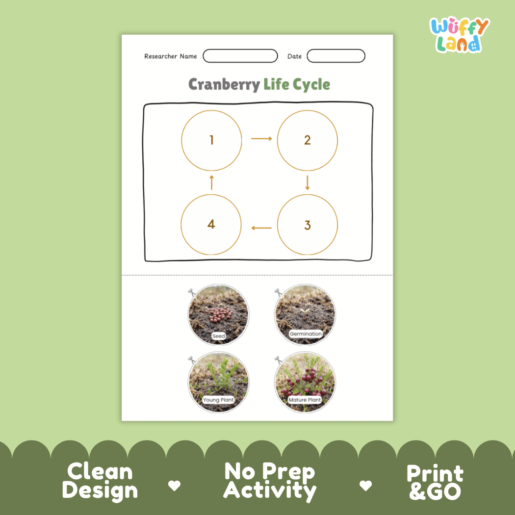 Cranberry Life Cycle Poster and Cut and Paste Worksheet Activity