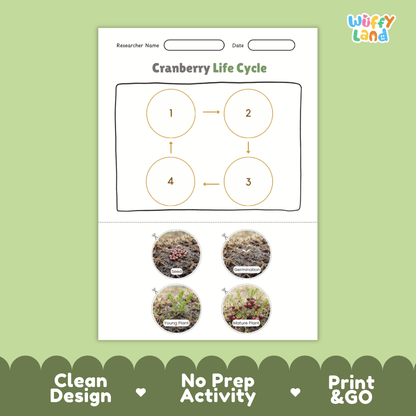 Cranberry Life Cycle Poster and Cut and Paste Worksheet Activity