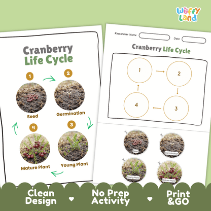 Cranberry Life Cycle Poster and Cut and Paste Worksheet Activity
