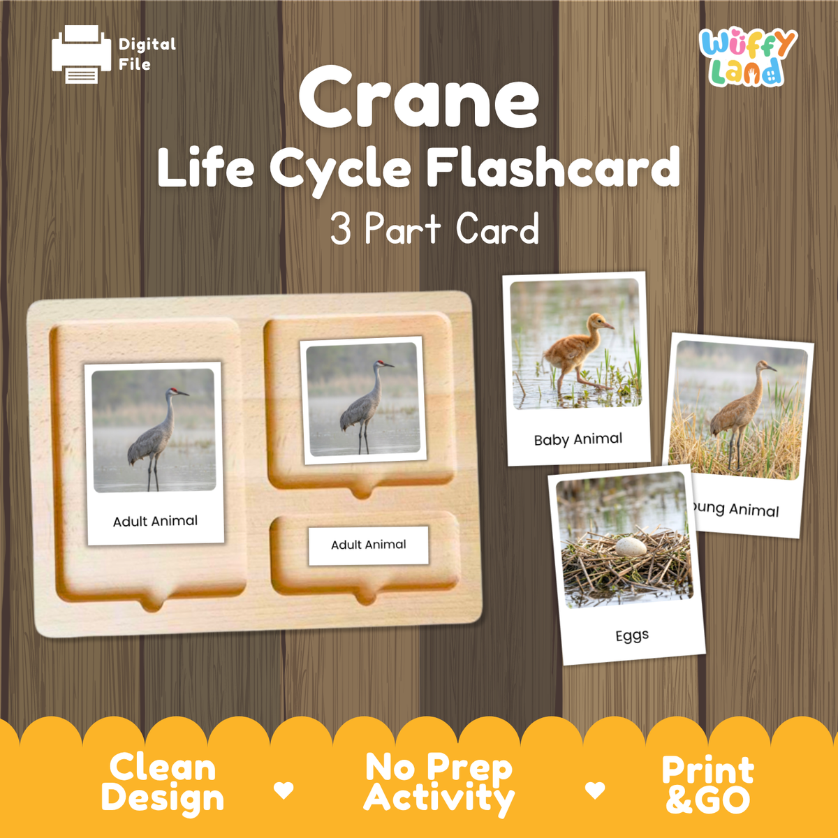 Crane Life Cycle Flashcard 3 Part Card Worksheets