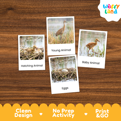 Crane Life Cycle Flashcard 3 Part Card Worksheets