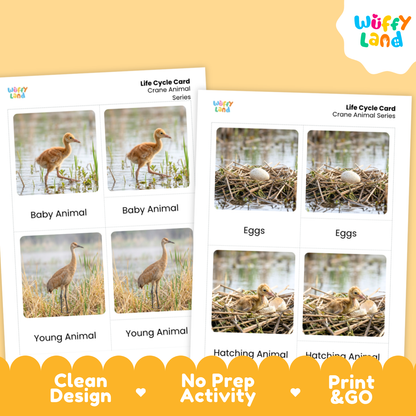 Crane Life Cycle Flashcard 3 Part Card Worksheets