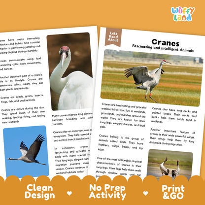 A children's educational poster about cranes, titled 'Cranes Fascinating and Intelligent Animals' by Wiffly Land. The poster features a large black-and-white photo of a crane, text describing their behavior and diet, a small blue inset photo of a bird, and an orange banner at the bottom with the text 'Clean Design', 'No Prep Activity', and 'Print & GO'.