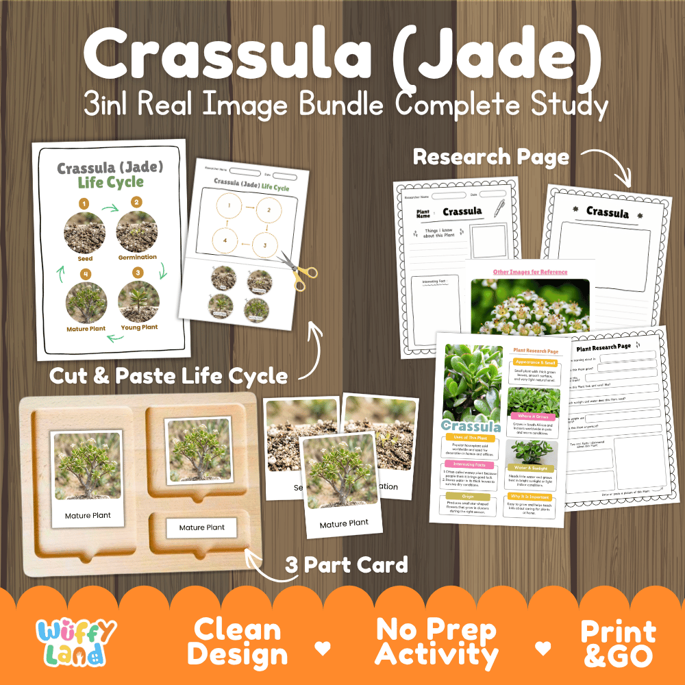 Crassula jade plant 3in1 real image bundle complete study printable featuring life cycle cut and paste worksheets, Montessori 3-part cards, and research pages